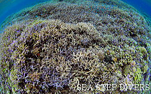 海・想・心　大切にしたい...座間味の海ご案内！珊瑚の多さ！綺麗さ！魅了する海.....シーステップダイバーズが、座間味の海ご案内いたします！